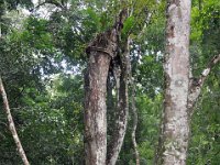 2011023678 Tikal - Guatemala