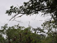 2011023708 Tikal - Guatemala