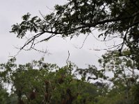 2011023709 Tikal - Guatemala