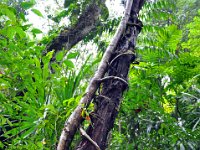 2011023711 Tikal - Guatemala