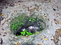 2011023713 Tikal - Guatemala