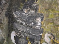 2011023786 Tikal - Guatemala