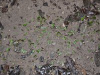 2011023828 Tikal - Guatemala