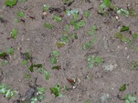 2011023829 Tikal - Guatemala