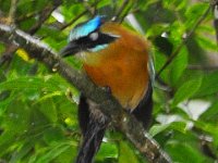 2011023832 Tikal - Guatemala