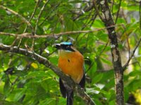 2011023833 Tikal - Guatemala