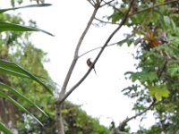 2011023842 Tikal - Guatemala