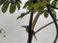 2011023844 Tikal - Guatemala