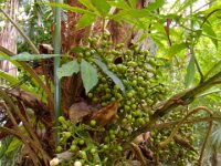 2011023608 Yaxha - Guatemala