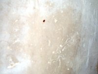 2011023629 Yaxha - Guatemala