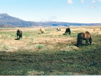 1995051477 Darrel Betty Darla Hagberg - May 15-31 - Baltimore Belgium Ireland Iceland