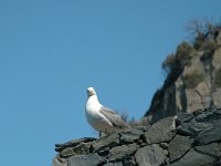 2005071529 Cinque Terre Italy