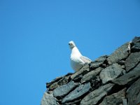 2005071530 Cinque Terre Italy