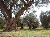 2008066042  Betty & Darrel Hagberg  Al & Diane Brandhorst Italy