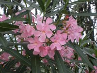 2008069263  Betty & Darrel Hagberg Al & Diane Brandhorst - Italy