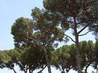 2008065387  Betty & Darrel Hagberg  Al & Diane Brandhorst Italy