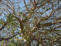 2006042203 Darrel & Betty Hagberg - Copper Canyon - Mexico