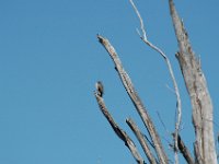 2006042229 Darrel & Betty Hagberg - Copper Canyon - Mexico