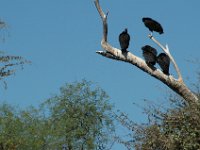2006042260 Darrel & Betty Hagberg - Copper Canyon - Mexico