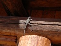 2006042626 Darrel & Betty Hagberg - Copper Canyon - Mexico