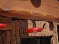 2006042637 Darrel & Betty Hagberg - Copper Canyon - Mexico