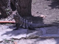 2016060933 Tulum and Mayan Village, Cozumel, Mexico (June 10)