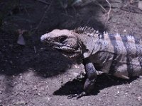 2016060934 Tulum and Mayan Village, Cozumel, Mexico (June 10)