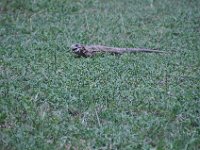 2016060978 Tulum and Mayan Village, Cozumel, Mexico (June 10)