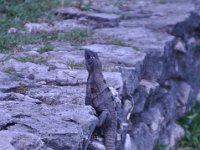 2016060980 Tulum and Mayan Village, Cozumel, Mexico (June 10)