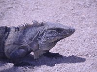 2016060992 Tulum and Mayan Village, Cozumel, Mexico (June 10)