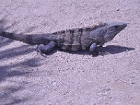 2016060993 Tulum and Mayan Village, Cozumel, Mexico (June 10)