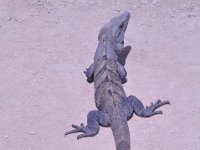 2016060998 Tulum and Mayan Village, Cozumel, Mexico (June 10)