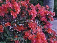 2016061010 Tulum and Mayan Village, Cozumel, Mexico (June 10)