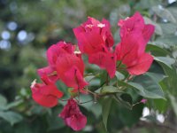 2016061022 Tulum and Mayan Village, Cozumel, Mexico (June 10)