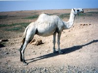 1990072544 Marrakech, Morocco (July 27 - 28, 1990)