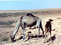 1990072546 Marrakech, Morocco (July 27 - 28, 1990)