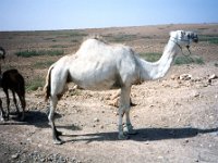1990072552 Marrakech, Morocco (July 27 - 28, 1990)