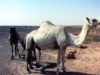 1990072553 Marrakech, Morocco (July 27 - 28, 1990)