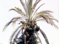 1990072598 Marrakech, Morocco (July 27 - 28, 1990)