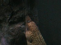 200502087 Auckland, New Zealand (February 24 - 25, 2005)