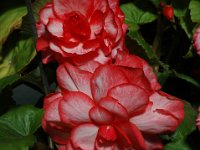 200502126 Auckland, New Zealand (February 24 - 25, 2005)