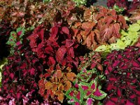 200502127 Auckland, New Zealand (February 24 - 25, 2005)