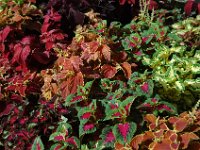 200502128 Auckland, New Zealand (February 24 - 25, 2005)