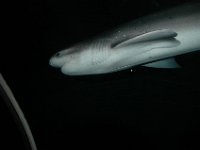 200502137 Auckland, New Zealand (February 24 - 25, 2005) : Betty Hagberg