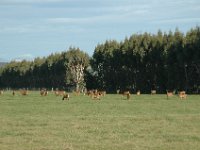 200501893 Milford Sound, New Zealand (February 21, 2005)