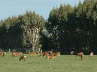 200501894 Milford Sound, New Zealand (February 21, 2005)