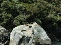 200501933 Milford Sound, New Zealand (February 21, 2005)