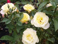 2005021848 Queenstown, New Zealand (February 20, 2005)