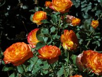 2005021874 Queenstown, New Zealand (February 20, 2005)