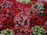 2005021957 Rotorua, New Zealand (February 22 - 23, 2005)